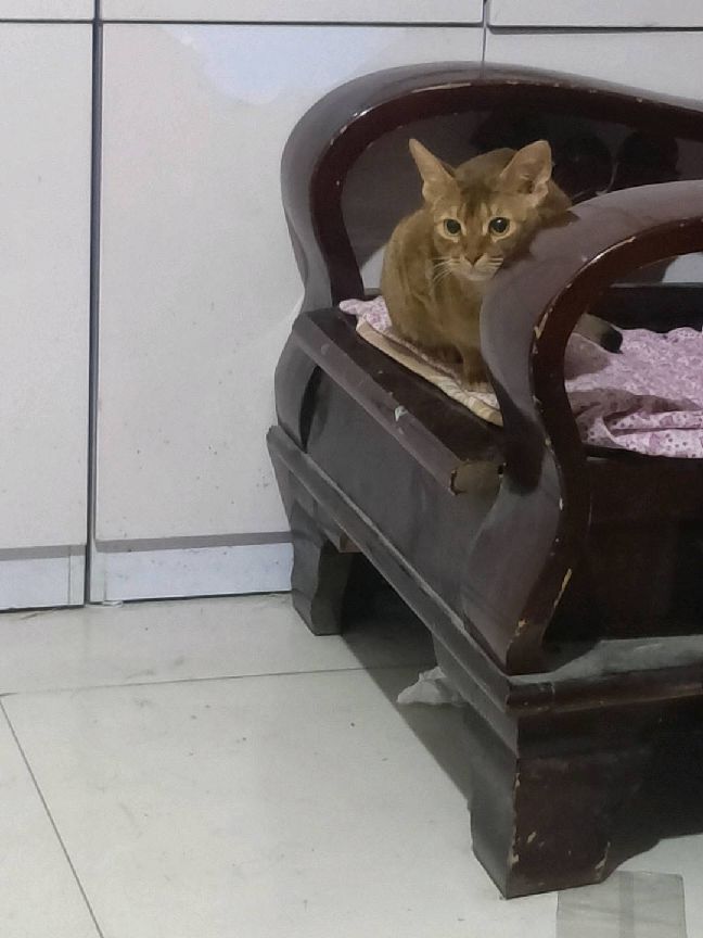 猫图片|宠物猫|猫咪|