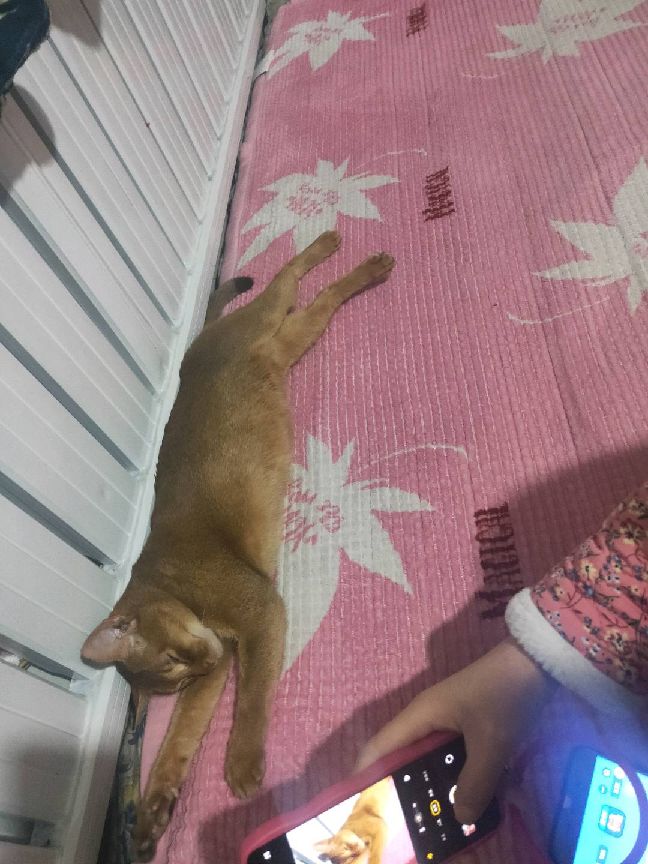 猫图片|宠物猫|猫咪|