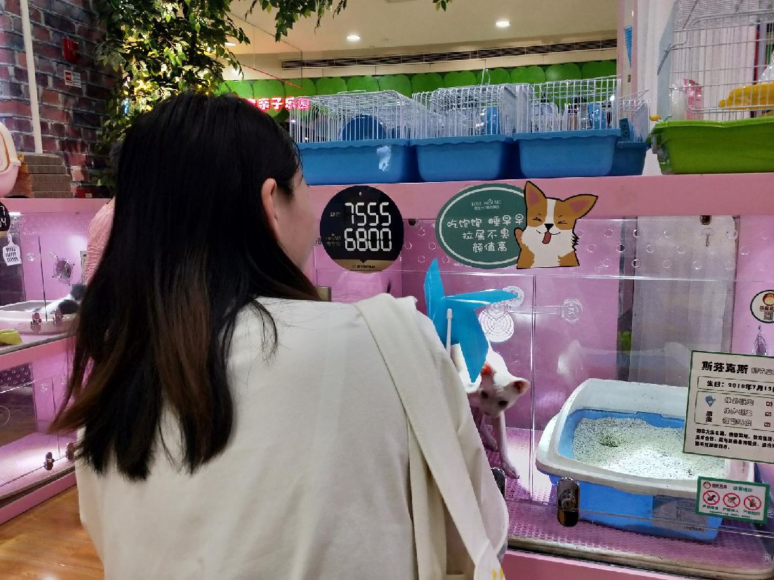 猫图片|宠物猫|猫咪|