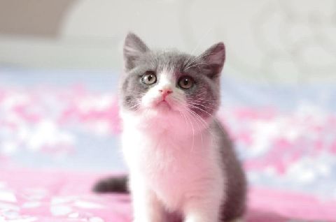 猫图片|宠物猫|猫咪|