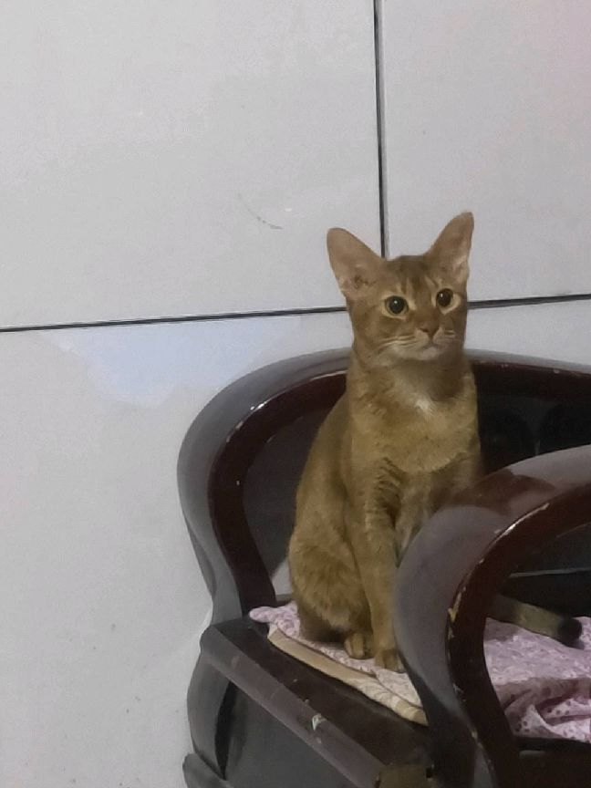 猫图片|宠物猫|猫咪|