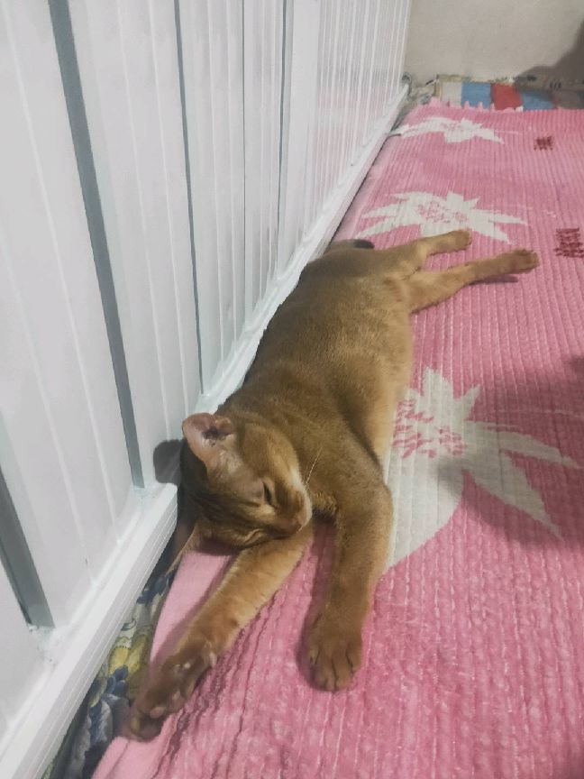 猫图片|宠物猫|猫咪|