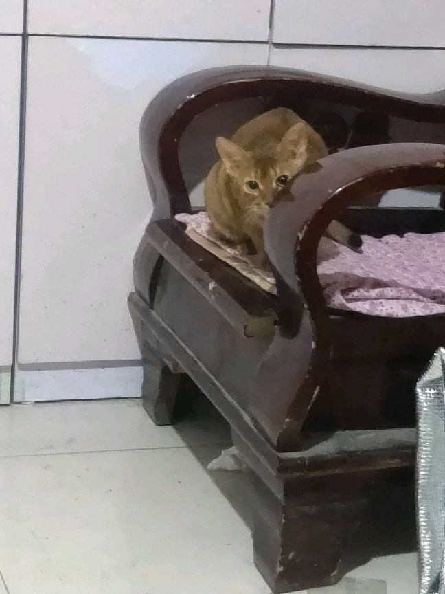 猫图片|宠物猫|猫咪|