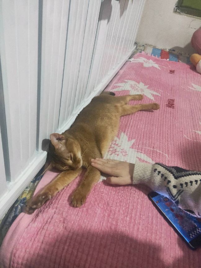 猫图片|宠物猫|猫咪|