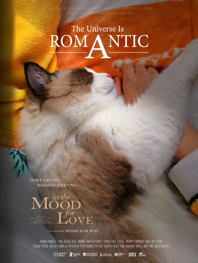 猫图片|宠物猫|猫咪|