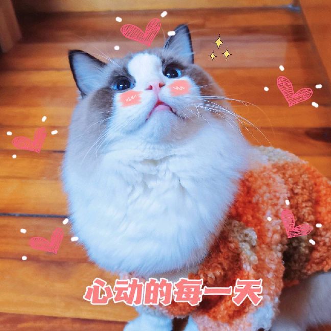 猫图片|宠物猫|猫咪|