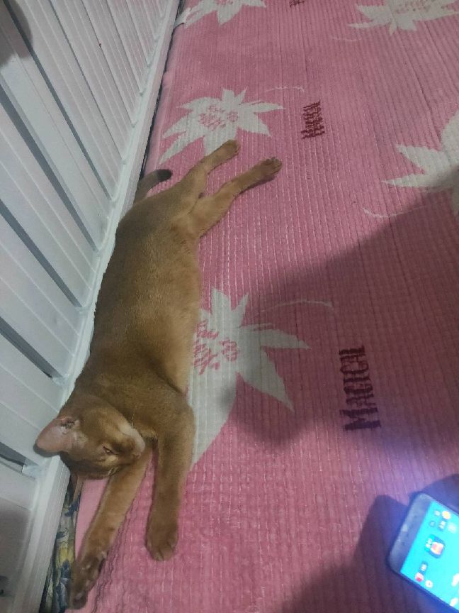 猫图片|宠物猫|猫咪|