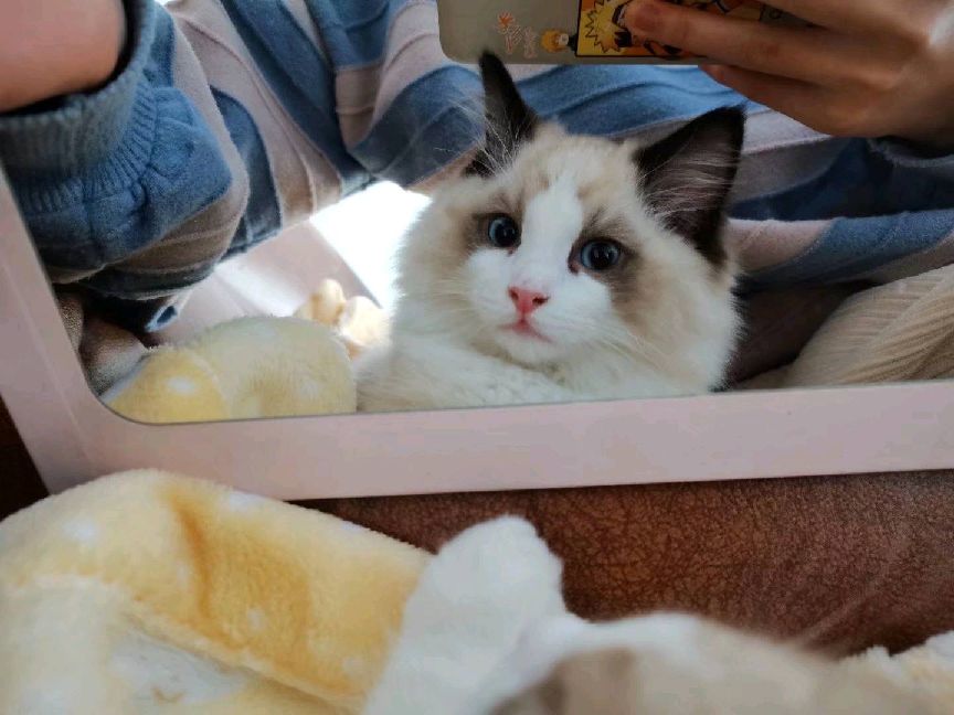 猫图片|宠物猫|猫咪|