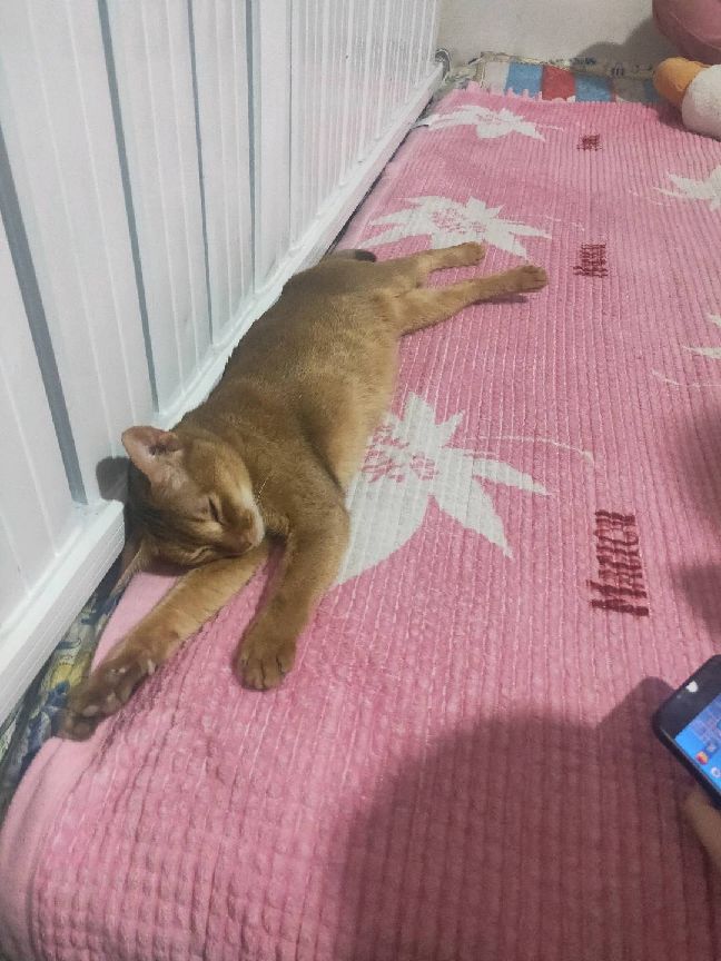 猫图片|宠物猫|猫咪|