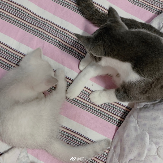 猫图片|宠物猫|猫咪|