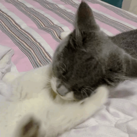 猫图片|宠物猫|猫咪|