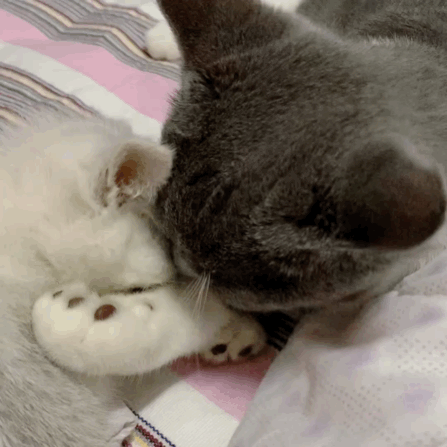 猫图片|宠物猫|猫咪|