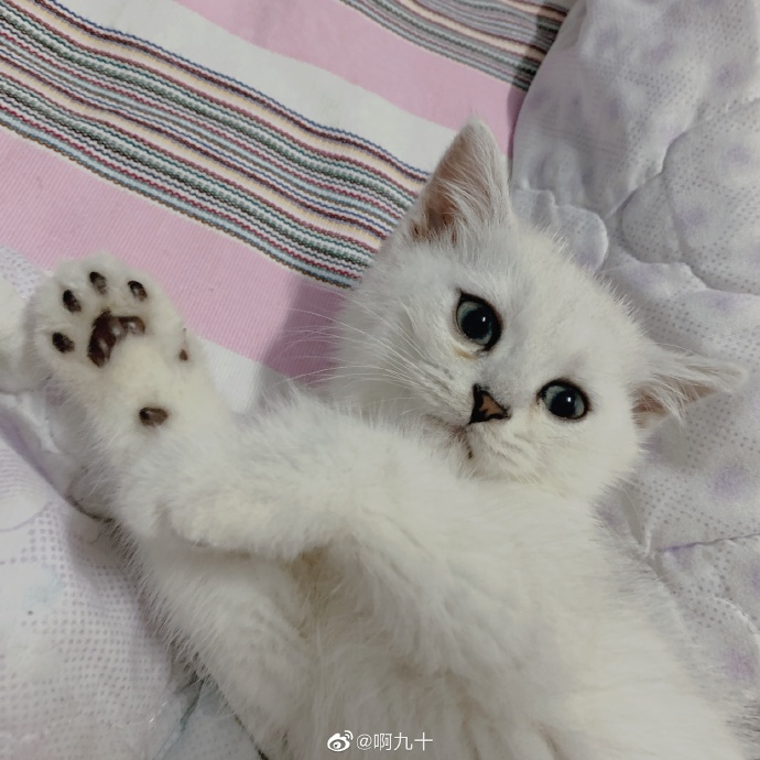 猫图片|宠物猫|猫咪|