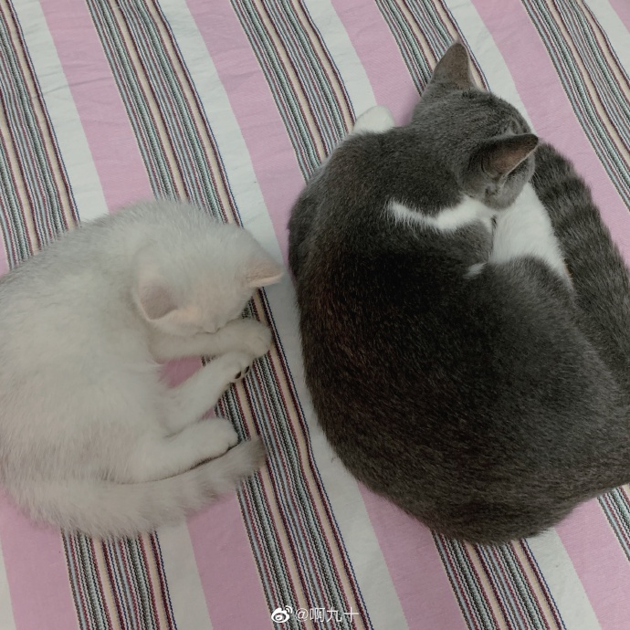 猫图片|宠物猫|猫咪|