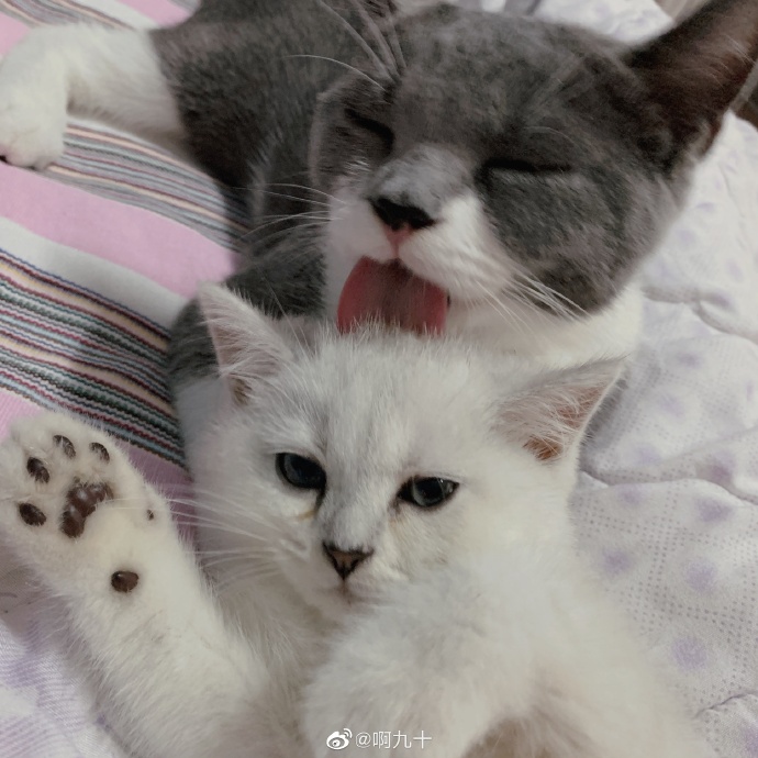 猫图片|宠物猫|猫咪|