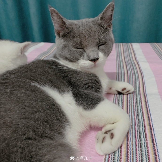 猫图片|宠物猫|猫咪|