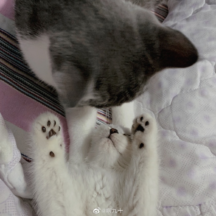 猫图片|宠物猫|猫咪|