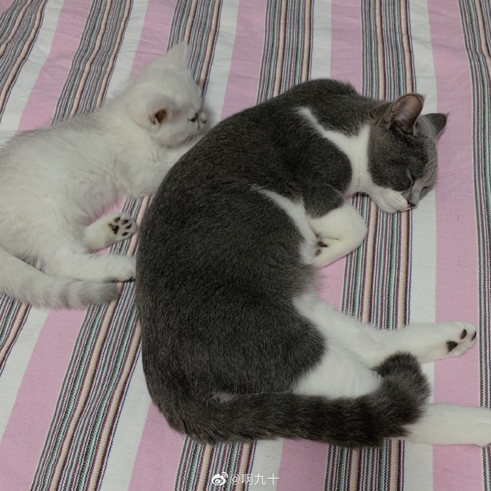 猫图片|宠物猫|猫咪|