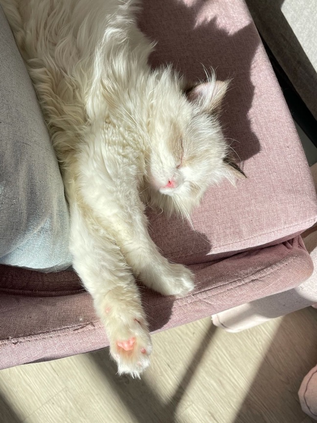 猫图片|宠物猫|猫咪|