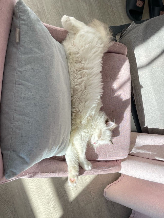 猫图片|宠物猫|猫咪|