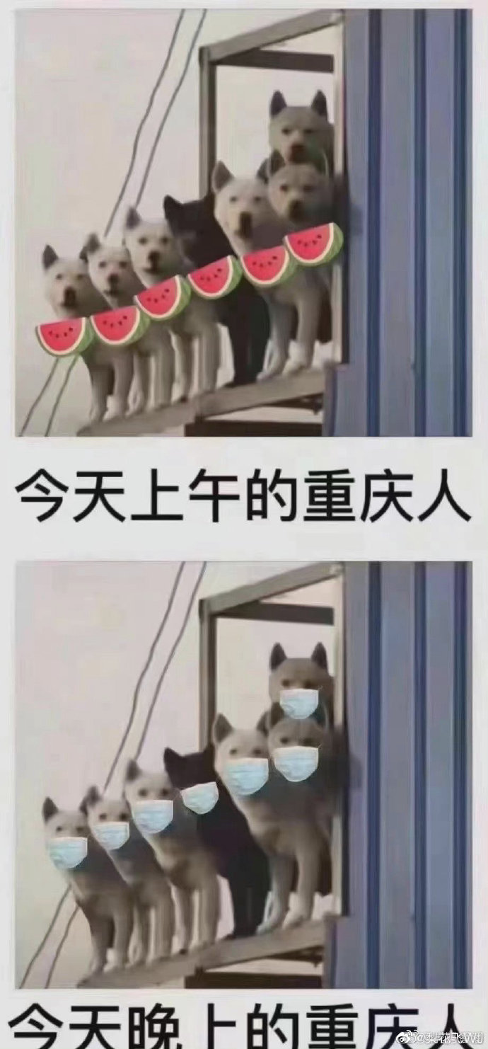 猫图片|宠物猫|猫咪|