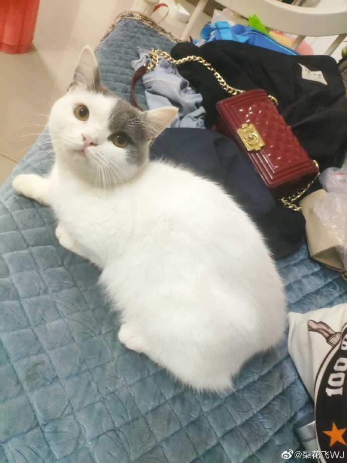 猫图片|宠物猫|猫咪|