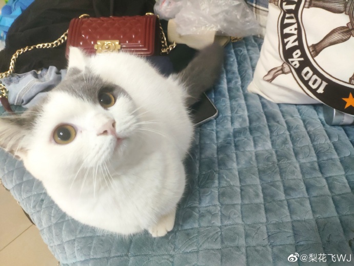 猫图片|宠物猫|猫咪|
