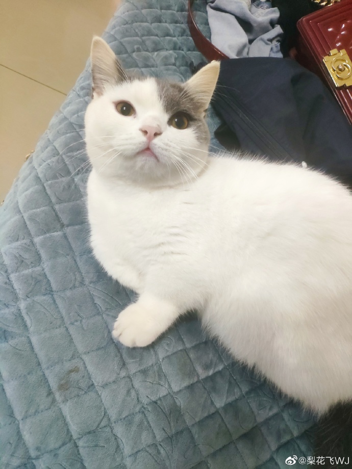 猫图片|宠物猫|猫咪|