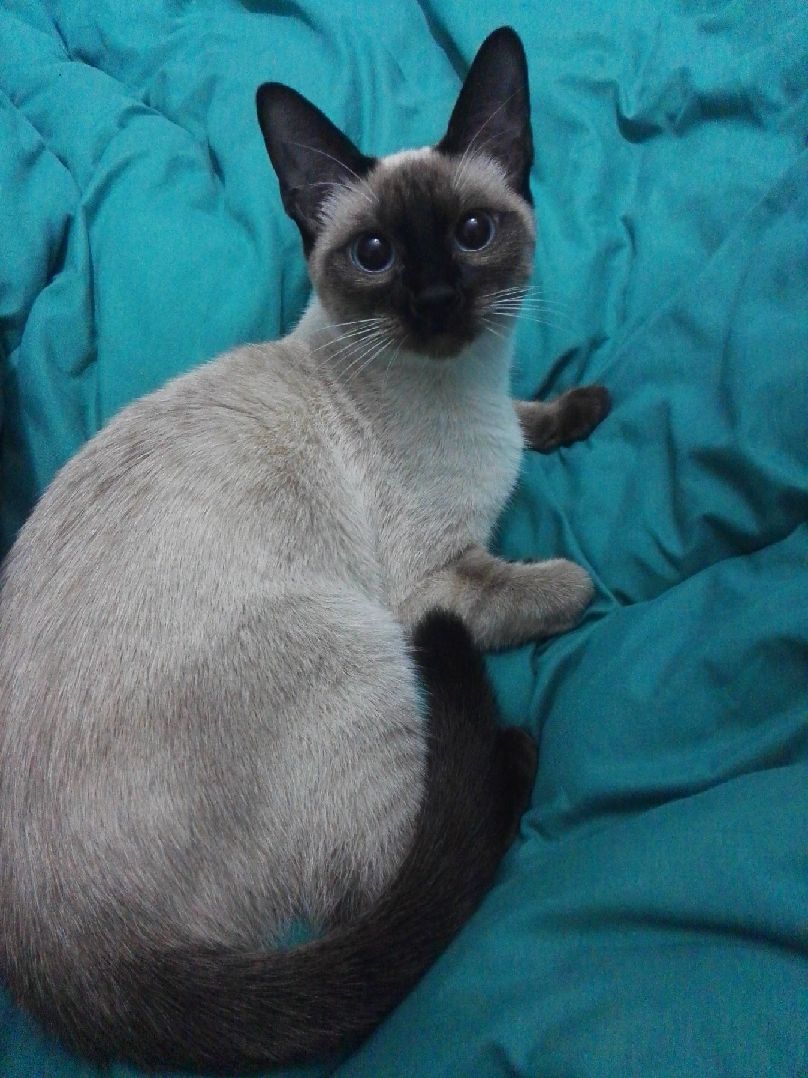 猫图片|宠物猫|猫咪|