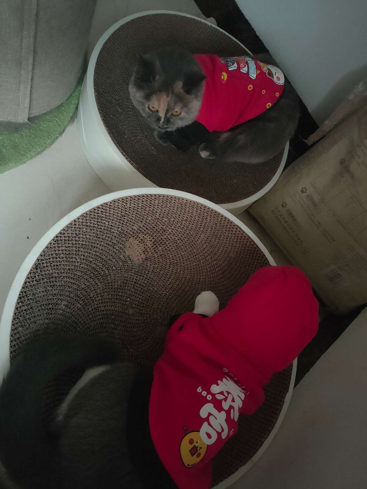 猫图片|宠物猫|猫咪|