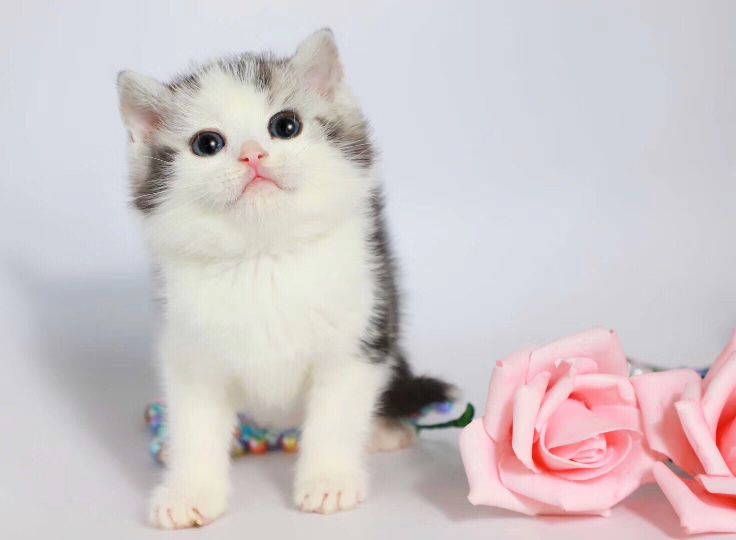 猫图片|宠物猫|猫咪|