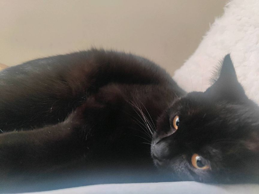 猫图片|宠物猫|猫咪|