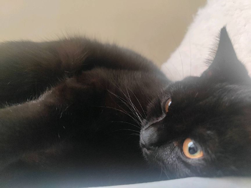 猫图片|宠物猫|猫咪|