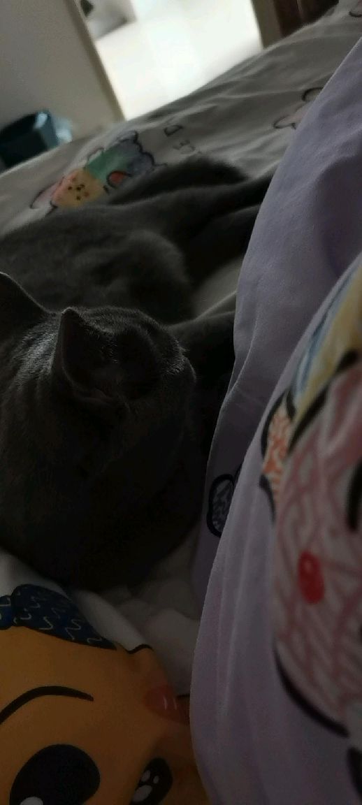 猫图片|宠物猫|猫咪|