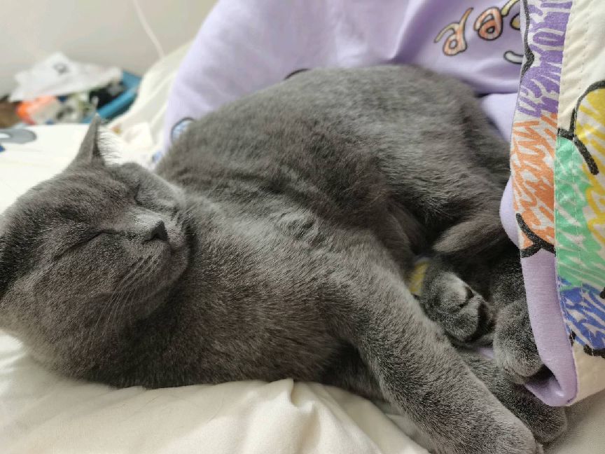 猫图片|宠物猫|猫咪|