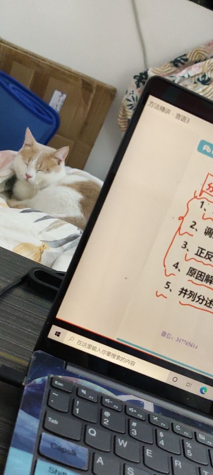 猫图片|宠物猫|猫咪|