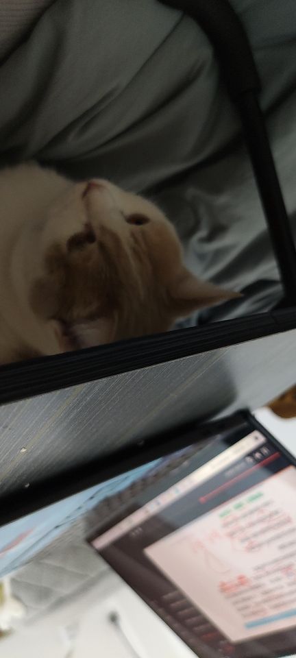 猫图片|宠物猫|猫咪|