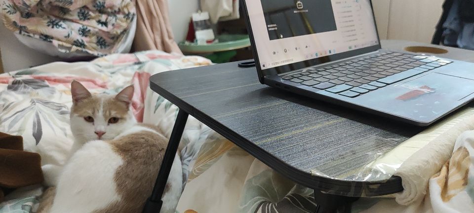 猫图片|宠物猫|猫咪|