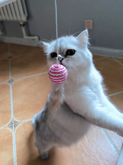 猫图片|宠物猫|猫咪|