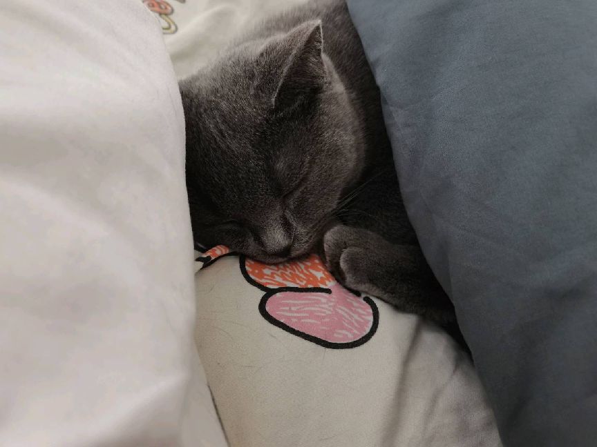 猫图片|宠物猫|猫咪|