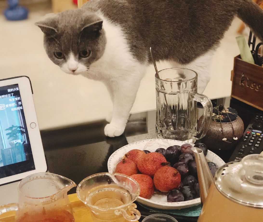 猫图片|宠物猫|猫咪|