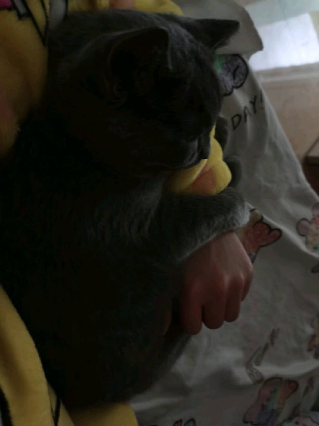 猫图片|宠物猫|猫咪|