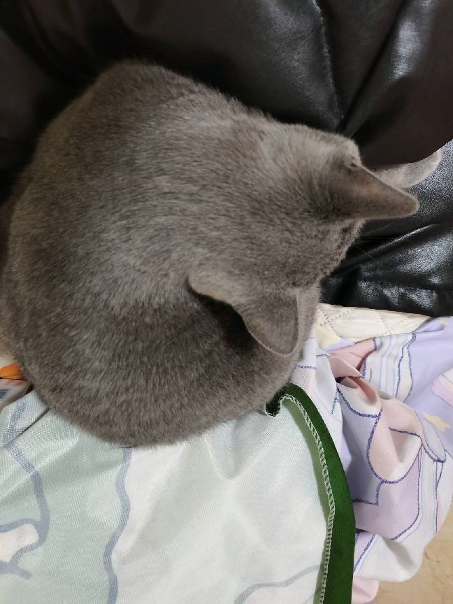 猫图片|宠物猫|猫咪|