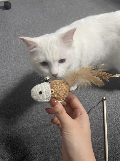 猫图片|宠物猫|猫咪|