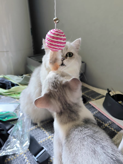 猫图片|宠物猫|猫咪|