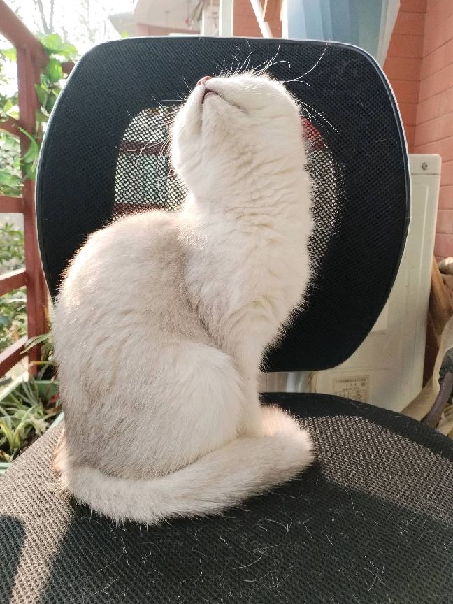 猫图片|宠物猫|猫咪|
