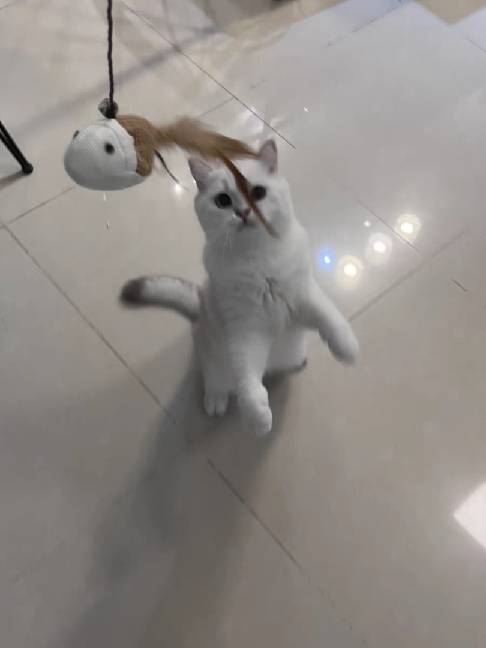 猫图片|宠物猫|猫咪|