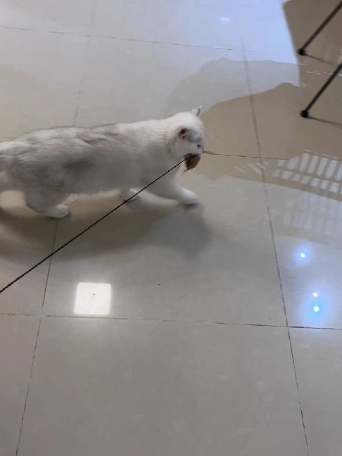 猫图片|宠物猫|猫咪|