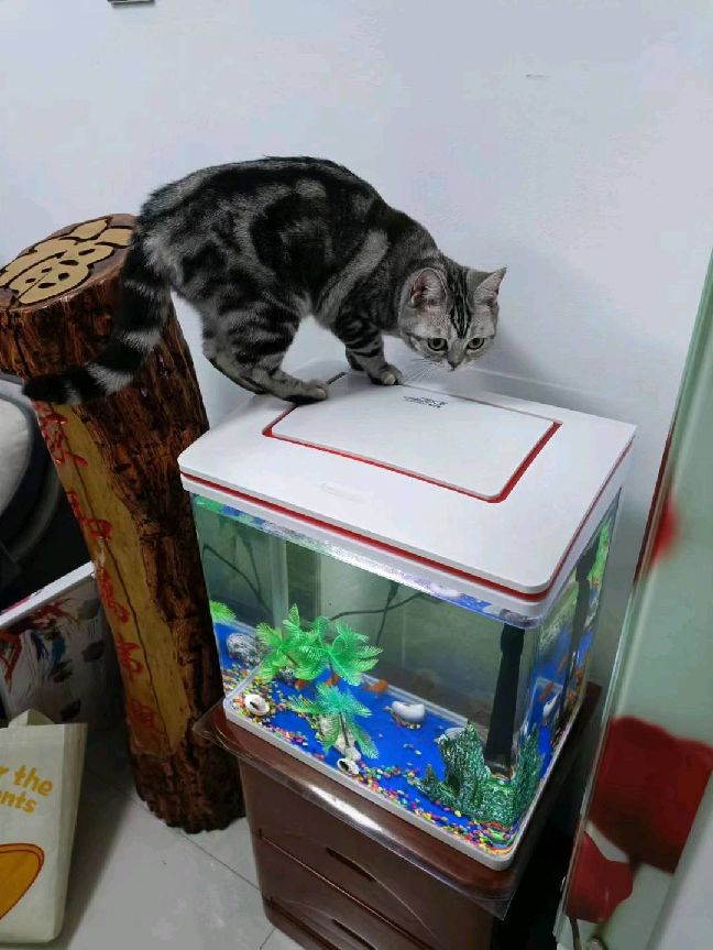 猫图片|宠物猫|猫咪|