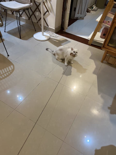 猫图片|宠物猫|猫咪|